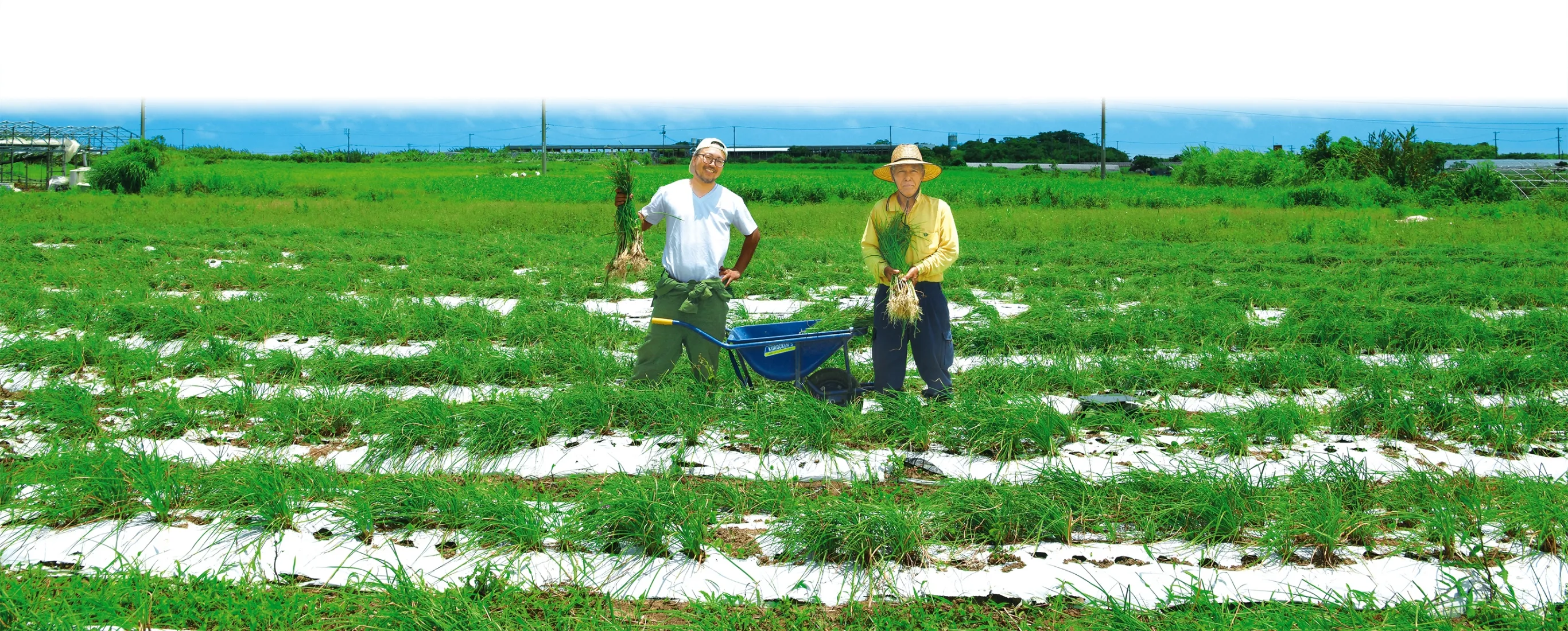 株式会社センターグループ | 業務用海ぶどう専門店